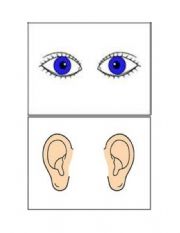 English Worksheet: Body parts Flashcards