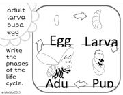 English Worksheet: Bee lifecycle