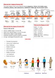English Worksheet: human life stages