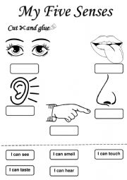 English Worksheet: my five senses