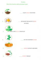 English Worksheet: Parts of the plant Worksheet