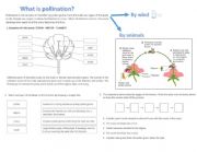 English Worksheet: Pollination