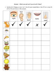 English Worksheet: the senses- CAN