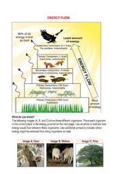 English Worksheet: energy flow in our ecosystem