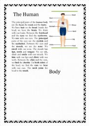 English Worksheet: a human body worksheet