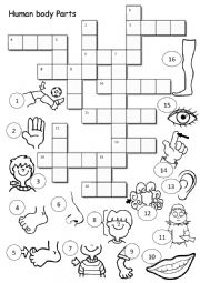 Human Body Parts Crossword