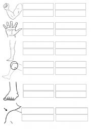 English Worksheet: Human Body Parts - Part 1