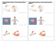 English Worksheet: Worksheet skeletal, muscular and vervous system 