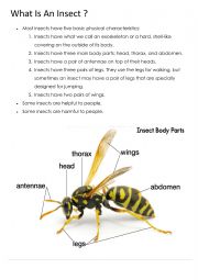 English Worksheet: What is an insect