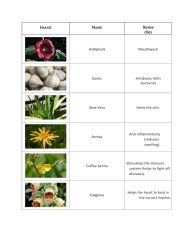 English Worksheet: Plants
