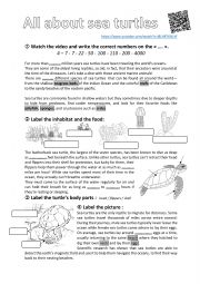 English Worksheet: all about Sea Turtles