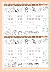 English Worksheet: Human body worksheets