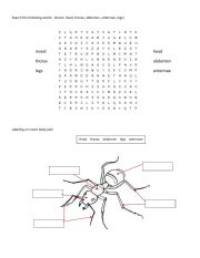 insect body parts