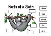 English Worksheet: Sloth body parts