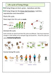 English Worksheet: Life cycle of living things