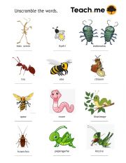 INSECTS vocabulary