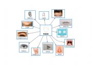 FACE PARTS (mindmap)