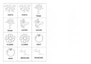 English Worksheet: Parts of the plant - Memory Game