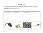 English Worksheet: Frog Life Cycle