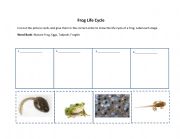 English Worksheet: Frog Life Cycle