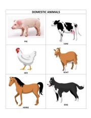 English Worksheet: DOMESTIC ANIMALS