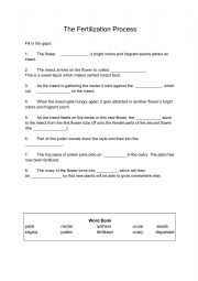 English Worksheet: The Fertilization Process in Flowering Plants