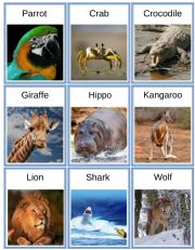 animals - flash cards
