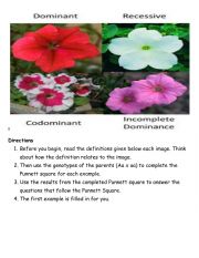English Worksheet: Camelia flower.BiologyDominantRecessiveTraits.PunnettSquare