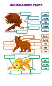 English Worksheet: Animal Body Parts