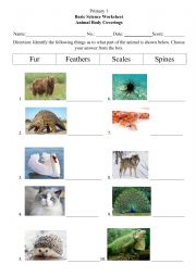 English Worksheet: Animals Body Covering