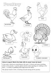 Poultry