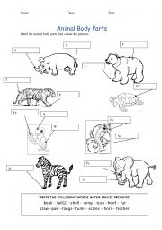 English Worksheet: Animal Body Parts 