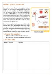 English Worksheet: Specialized cells