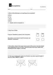 English Worksheet: The Adventure to be turtle test B