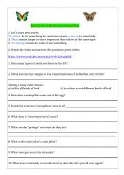 English Worksheet: Life cycle of Moths and Butterflies 