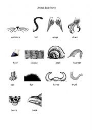English Worksheet: Animal Body Part