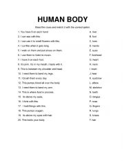 English Worksheet: The Human Body 