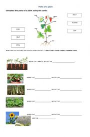 English Worksheet: Parts of a plant
