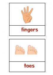English Worksheet: body parts