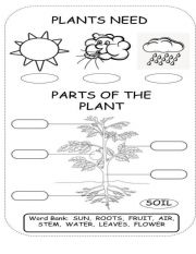 English Worksheet: Parts of the Plant!