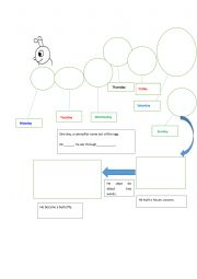 English Worksheet: The very hungry caterpillar worksheet