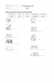 English Worksheet: 3rd Grade English Exercise about animals