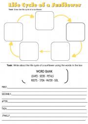 English Worksheet: Life Cycle of a Sunflower