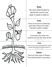 English Worksheet: Flap book