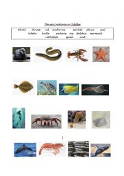 sea creatures