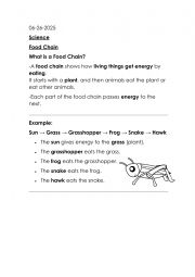 English Worksheet: Food chain