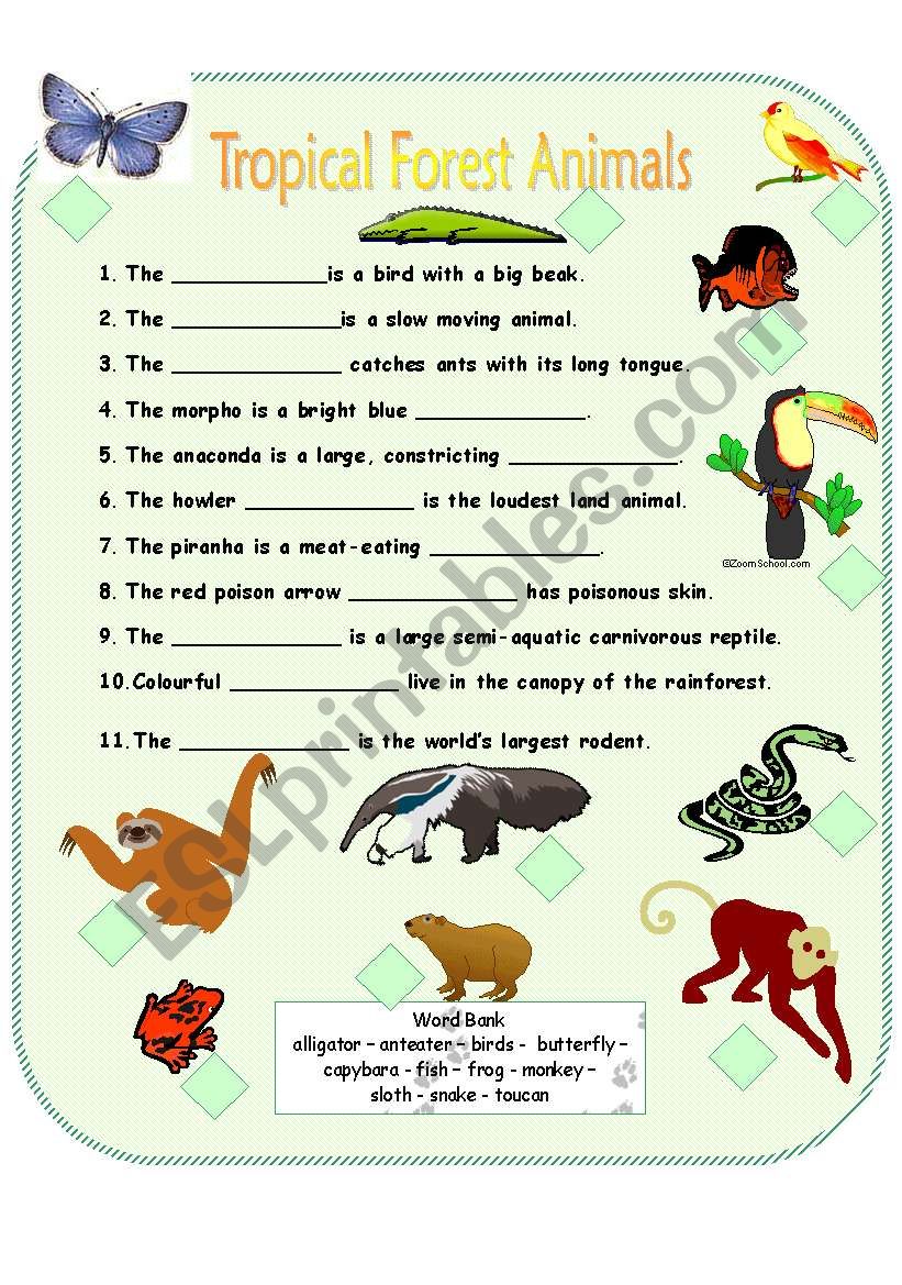 Tropical Forest Animals - ESL worksheet by Anna P