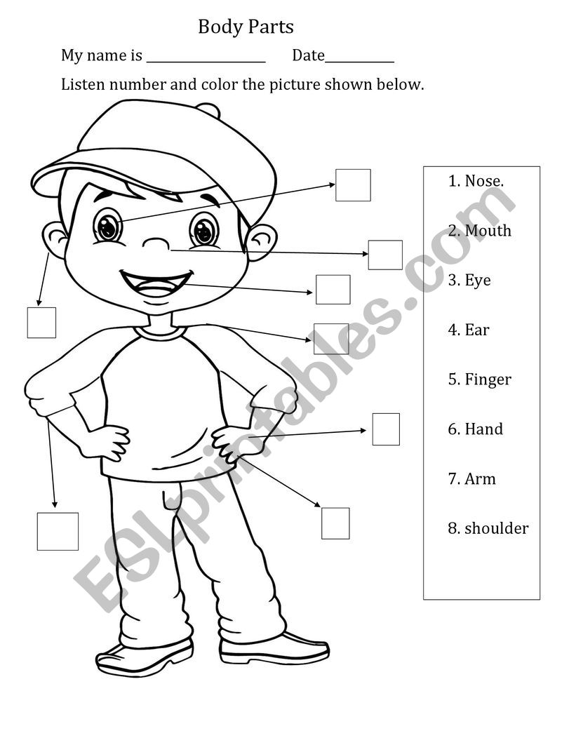 Body Parts Numbering worksheet