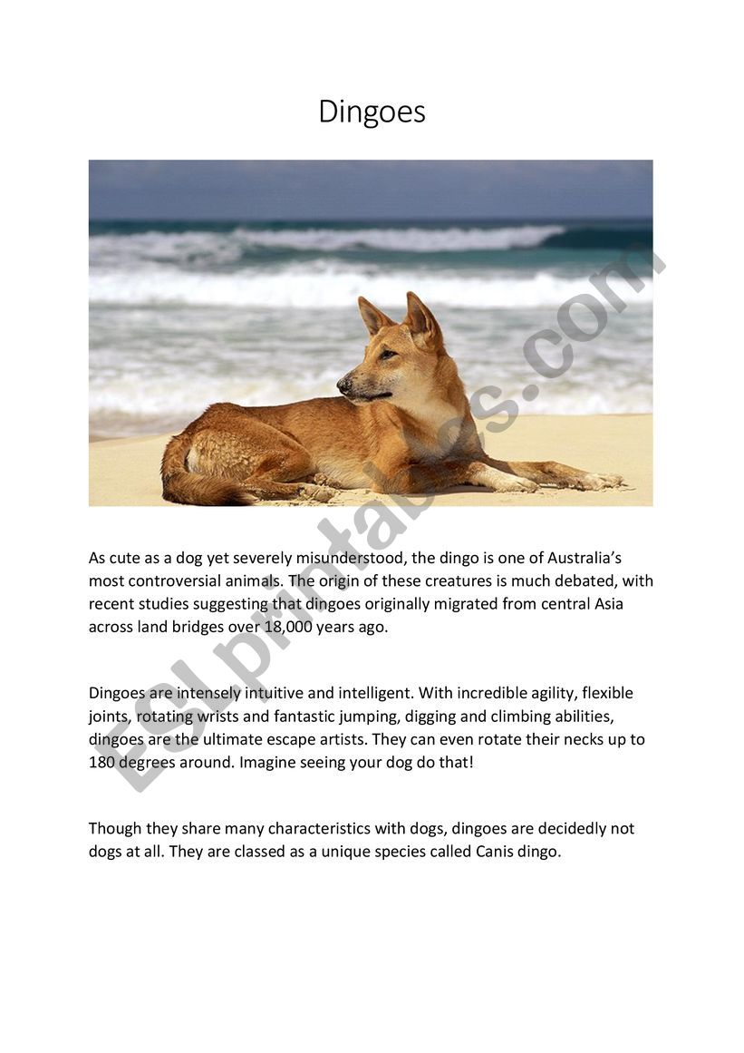 Dingoes in Australia worksheet