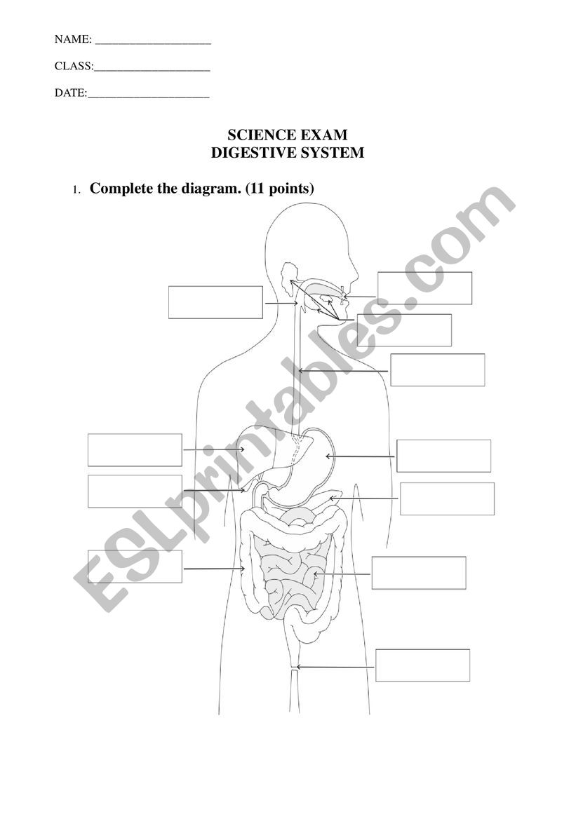 Digestive system exam worksheet